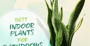 Best Indoor Plants for Bathrooms (+ Interior Design Inspo!)
