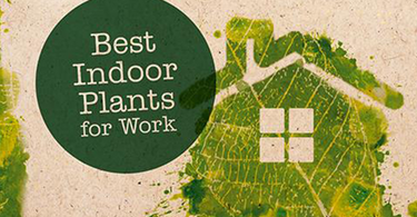 12 Indoor Plants for the Office