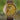 Treehut men’s wooden watches