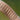 rose gold watch band
