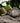 Cactus automatique gris immortel