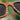 Bali Rosewood Carbon Women's Wooden Sunglasses