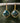 Gold and dark blue natural apatite stone earrings 