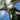 Maverick Aviator Ebony blue light wood glasses
