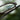 Maverick Aviator Ebony blue light wood glasses
