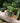 Lola Olive Gold Mesh Green Women's Stainless Steel Wooden Watch