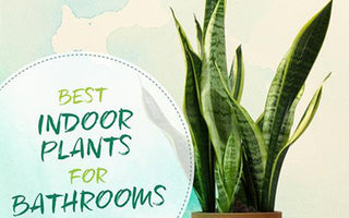 Best Indoor Plants for Bathrooms (+ Interior Design Inspo!)