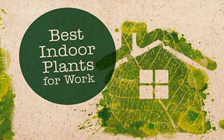 12 Indoor Plants for the Office