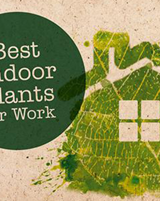 12 Indoor Plants for the Office