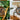 zebrawood vs. walnut watches
