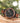 Aster Black Marble Padauk Men's Chrono Marble Stainless Steel Wooden Watch