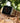 Apple Strap Walnut Gold
