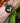 North Zebrawood Moss Vegan Men's Chrono Wooden Watch