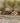 Cascade Zebrawood Bronze Men's Wooden Bracelet