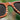 Bali Rosewood Carbon Men's Wooden Sunglasses