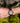Odyssey Cathaya Walnut Blue Men's Wooden Watch